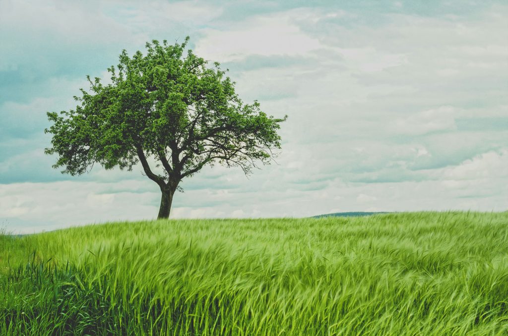 A tree in a field of grass with clouds in the background