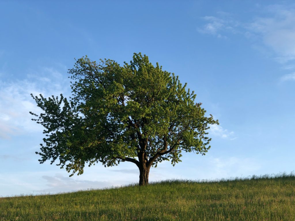 A single tree on a hillside
