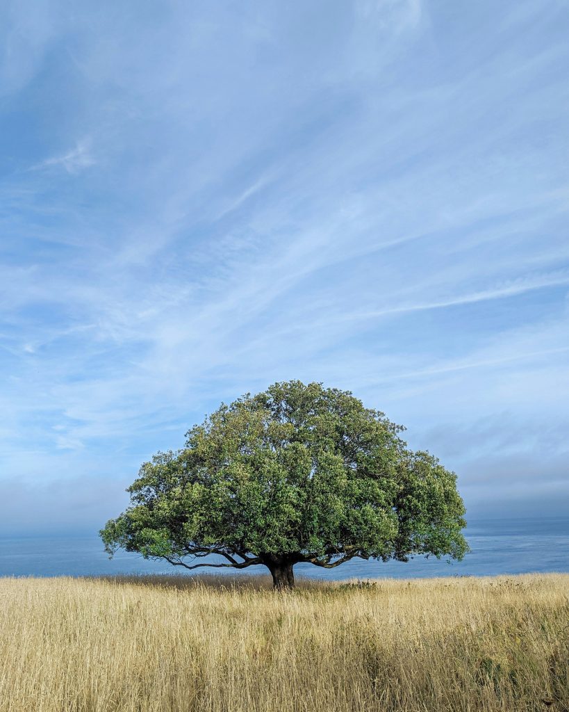 Single Tree in a Field of wheat